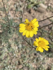 Hymenothrix