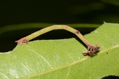 Thalera pistasciaria