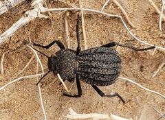 Philolithus sordidus