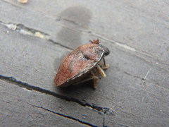Homaemus aeneifrons