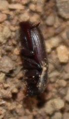 Parastizopus