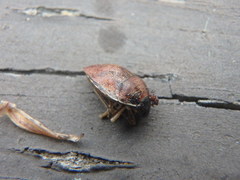 Homaemus aeneifrons