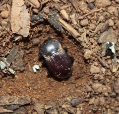 Parastizopus