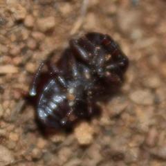 Parastizopus
