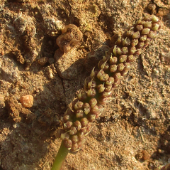 Senegalia nigrescens