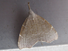 Ectogonia butleri