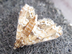 Elophila turbata