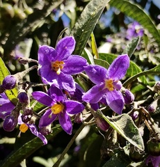 Solanum