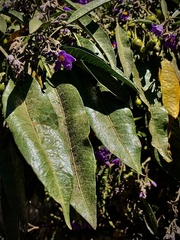 Solanum