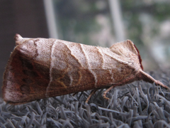 Clostera anastomosis