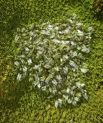 Anisotome imbricata imbricata