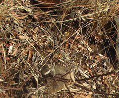 Senegalia nigrescens