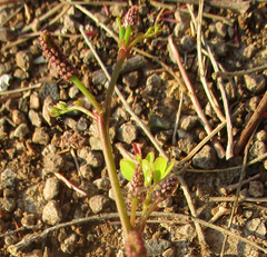 Senegalia nigrescens