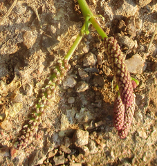 Senegalia nigrescens