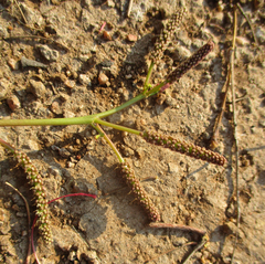 Senegalia nigrescens