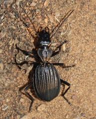 Gonogenia