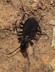 Gonogenia