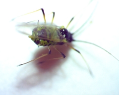 Hyperomyzus lactucae