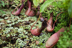 Nepenthes alata × ventricosa