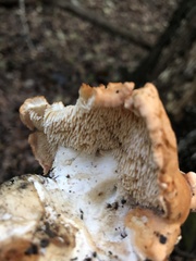 Hydnum cuspidatum