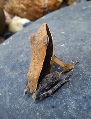 Clinotarsus curtipes