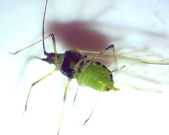 Hyperomyzus lactucae