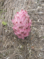 Hyobanche