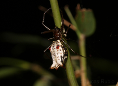 Micrathena nigrichelis