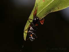 Micrathena spitzi