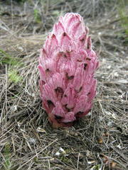 Hyobanche