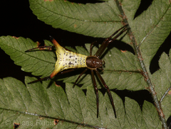 Micrathena crassispina