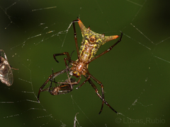 Micrathena crassispina