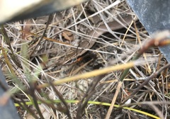 Acritoscincus platynotus