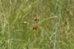 Rhynchospora gracilenta