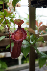 Nepenthes truncata