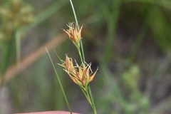 Rhynchospora gracilenta