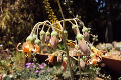 Cotyledon orbiculata dactylopsis