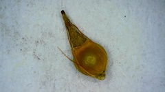 Rhynchospora gracilenta