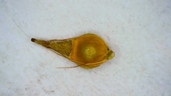 Rhynchospora gracilenta