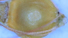 Rhynchospora gracilenta