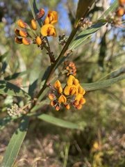Daviesia corymbosa