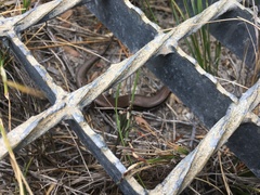 Acritoscincus platynotus