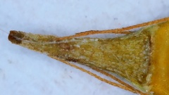 Rhynchospora gracilenta