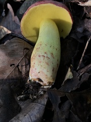Boletus roodyi