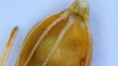 Rhynchospora gracilenta