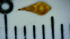 Rhynchospora gracilenta