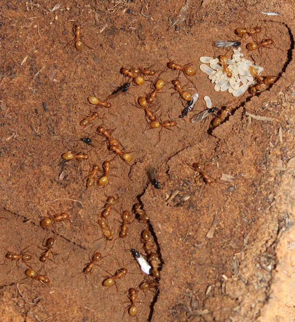 Orange Sugar ant