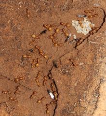 Camponotus cuneiscapus