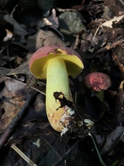 Boletus roodyi
