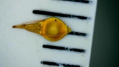 Rhynchospora gracilenta